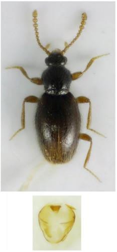Réf. 121 931 : Stenichnus sp.