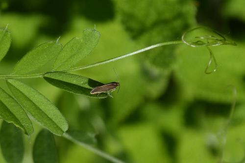 Scythris sp.