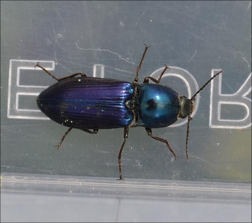 Selatosomus aeneus