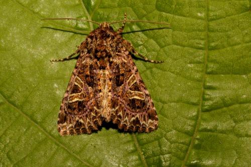 Réf. 121 108 : Sideridis rivularis