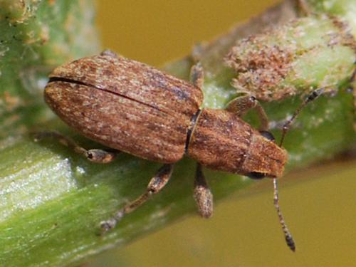 Réf. 121 496 : Sitona obsoletus
