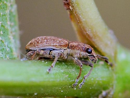 Réf. 121 868 : Sitona obsoletus