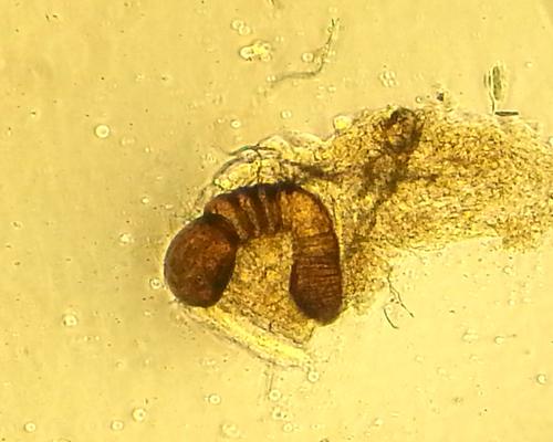 Scymnus rubromaculatus