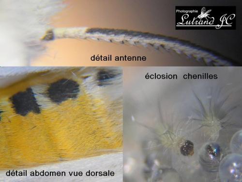 Spilosoma lubricipeda