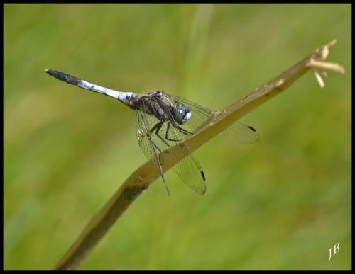 Réf. 121 528 : Orthetrum albistylum
