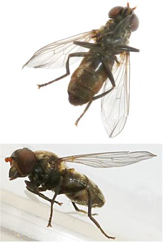 Portevinia maculata