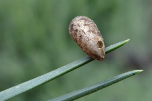 Episyrphus balteatus