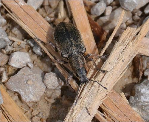 Réf. 121 997 : Tanymecus palliatus