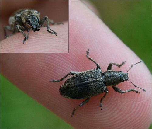 Réf. 121 998 : Tanymecus palliatus