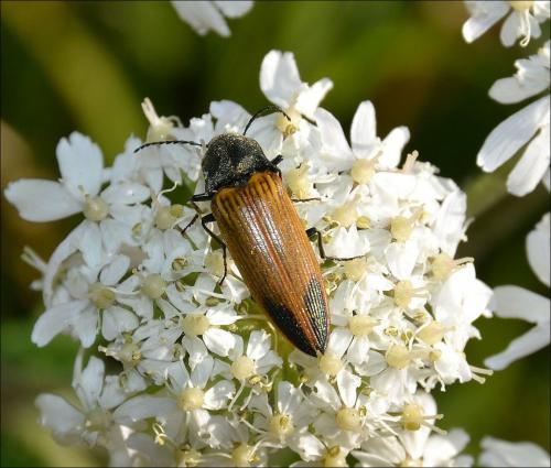 Ctenicera virens
