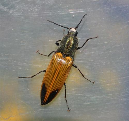 Ctenicera virens