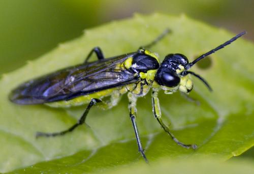 Tenthredo (mesomela)