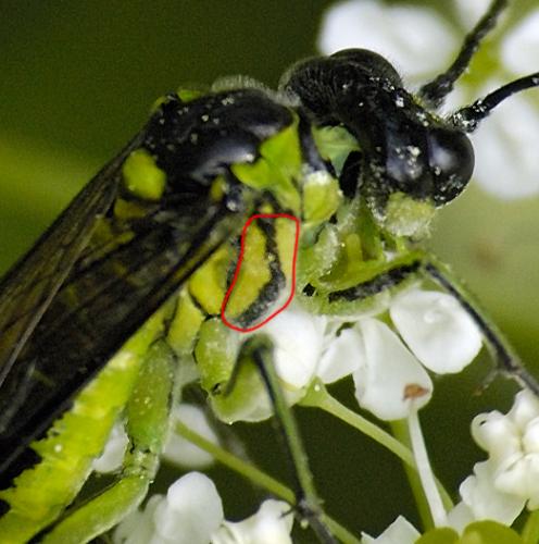 Tenthredo sp.
