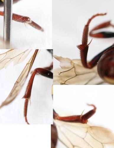 Réf. 121 239 : Nomada alboguttata