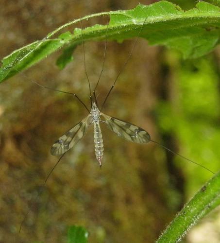 Réf. 121 263 : Tipula trifascingulata