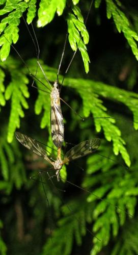 Réf. 121 264 : Tipula trifascingulata
