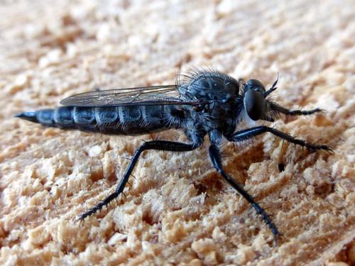 Machimus sp.