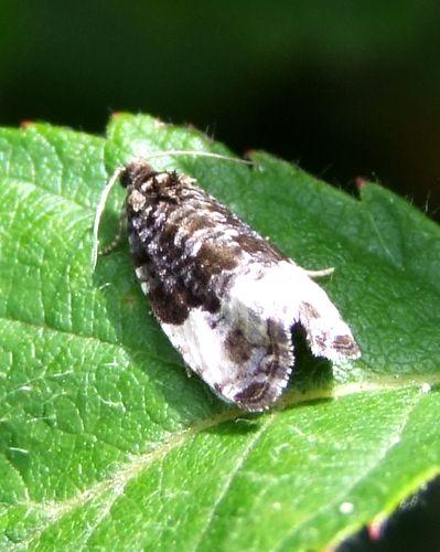 Hedya pruniana