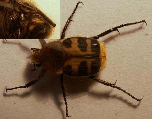 Trichius sexualis