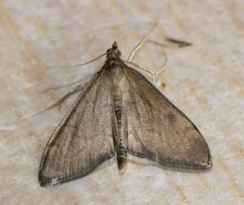 Anania terrealis