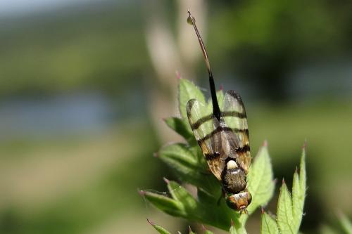 Urophora solstitialis