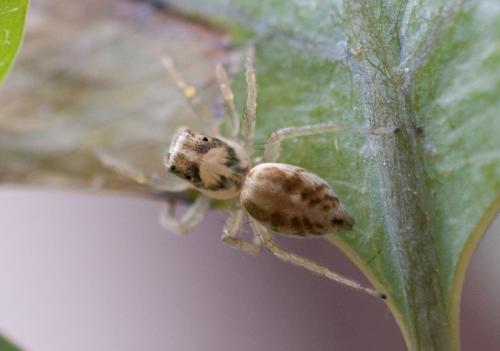 Phintella castriesiana