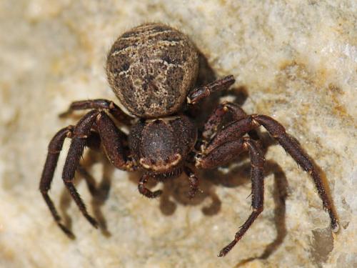 Xysticus acerbus