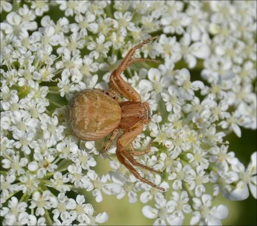 Xysticus sp.