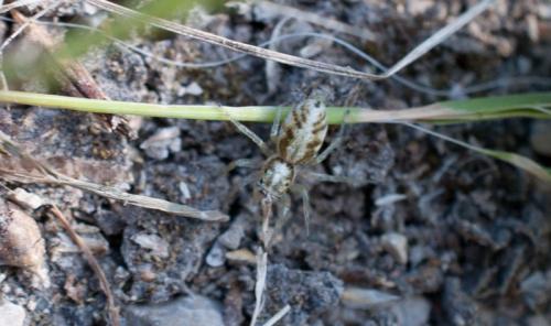 Phintella castriesiana