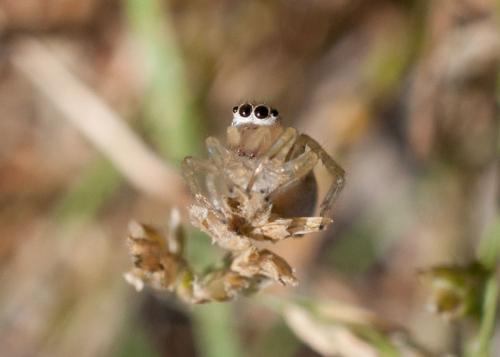 Phintella castriesiana