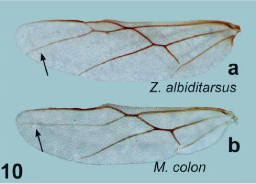Euphorinae