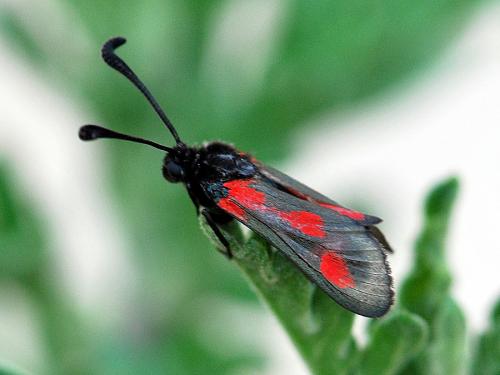 Réf. 121 012 : Zygaena sarpedon
