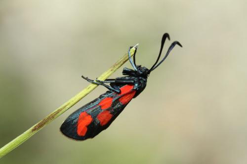 Réf. 121 359 : Zygaena transalpina