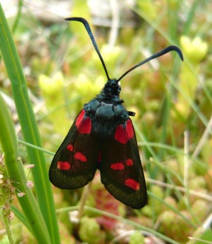 Réf. 121 291 : Zygaena trifolii