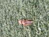 121313 – Photo : Divilu – France (83)