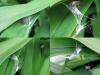 121029 – Photo : Druet Nicole – Belgique