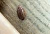 121083 – Photo : Nicolas Alric – France (12)