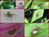 121028 – Photo : Druet Nicole – Belgique