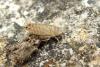 121085 – Photo : Nicolas Alric – France (12)