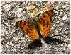 121655 – Photo : Brigitte Ulmer – France (47)