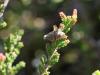 121130 – Photo : Corinne Petitcolin – France (25)