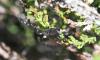 121146 – Photo : Corinne Petitcolin – France (25)