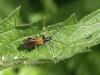 121081 – Photo : Corinne Petitcolin – France (25)