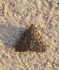 121412 – Photo : Corinne Petitcolin – France (25)