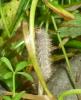 Spilosoma lubricipeda