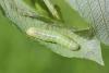 121873 – Photo : Insectesidf – France (61)