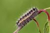 121872 – Photo : Insectesidf – France (61)