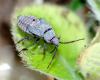 121525 – Photo : Magalie Mazuy – France (66)