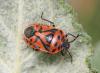 121021 – Photo : Michel Mathieu – France (84)