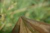 121050 – Photo : Amoore – France (57)